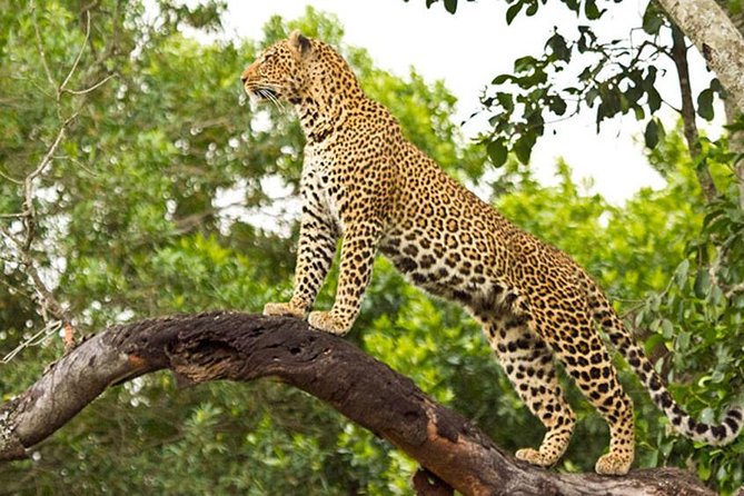 Tanzania 9 Day Wildlife Safari